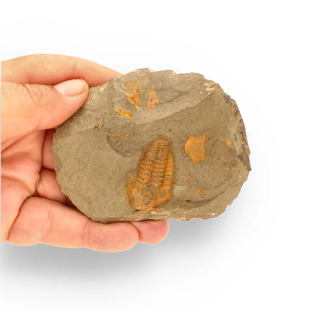 Buy your Eoharpes Trilobite Fossil – Devonian Time Capsule! online now or in store at Forever Gems in Franschhoek, South Africa