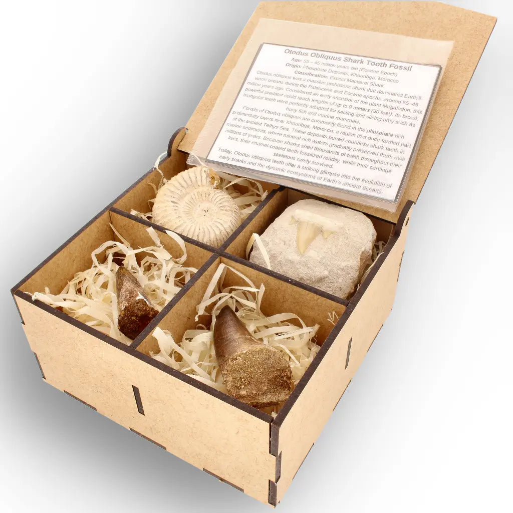 Get your Predators of the Ancient Seas – A Fossil Gift from a Lost World online now or in store at Forever Gems in Franschhoek, South Africa