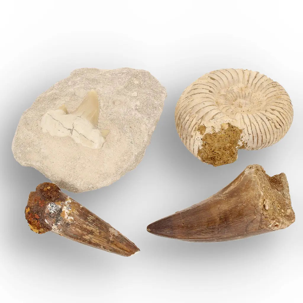 Get your Predators of the Ancient Seas – A Fossil Gift from a Lost World online now or in store at Forever Gems in Franschhoek, South Africa
