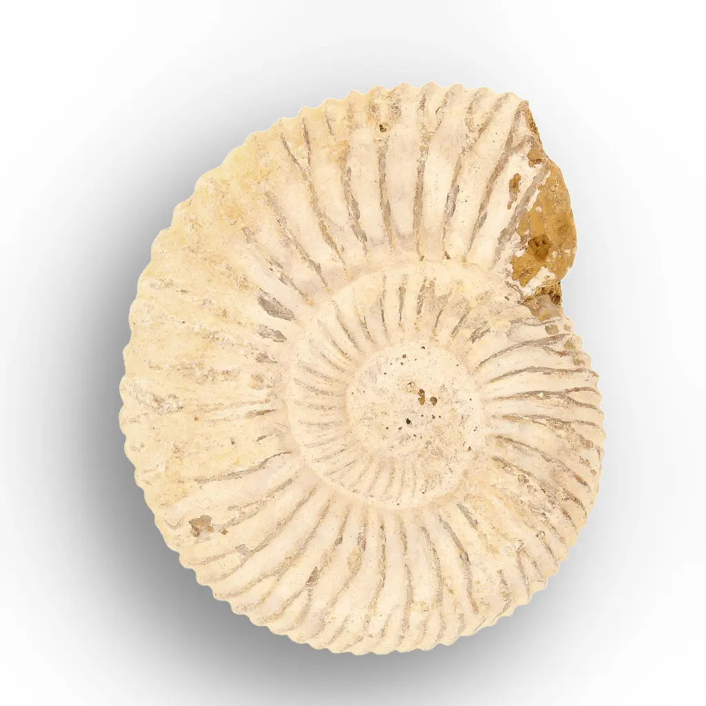 Get your Predators of the Ancient Seas – A Fossil Gift from a Lost World online now or in store at Forever Gems in Franschhoek, South Africa