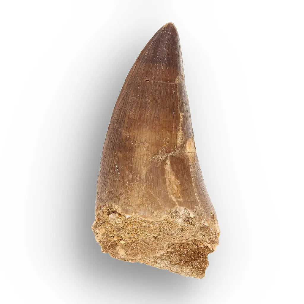 Get your Predators of the Ancient Seas – A Fossil Gift from a Lost World online now or in store at Forever Gems in Franschhoek, South Africa