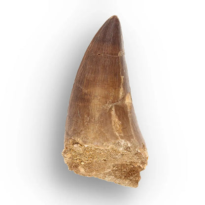 Get your Predators of the Ancient Seas – A Fossil Gift from a Lost World online now or in store at Forever Gems in Franschhoek, South Africa