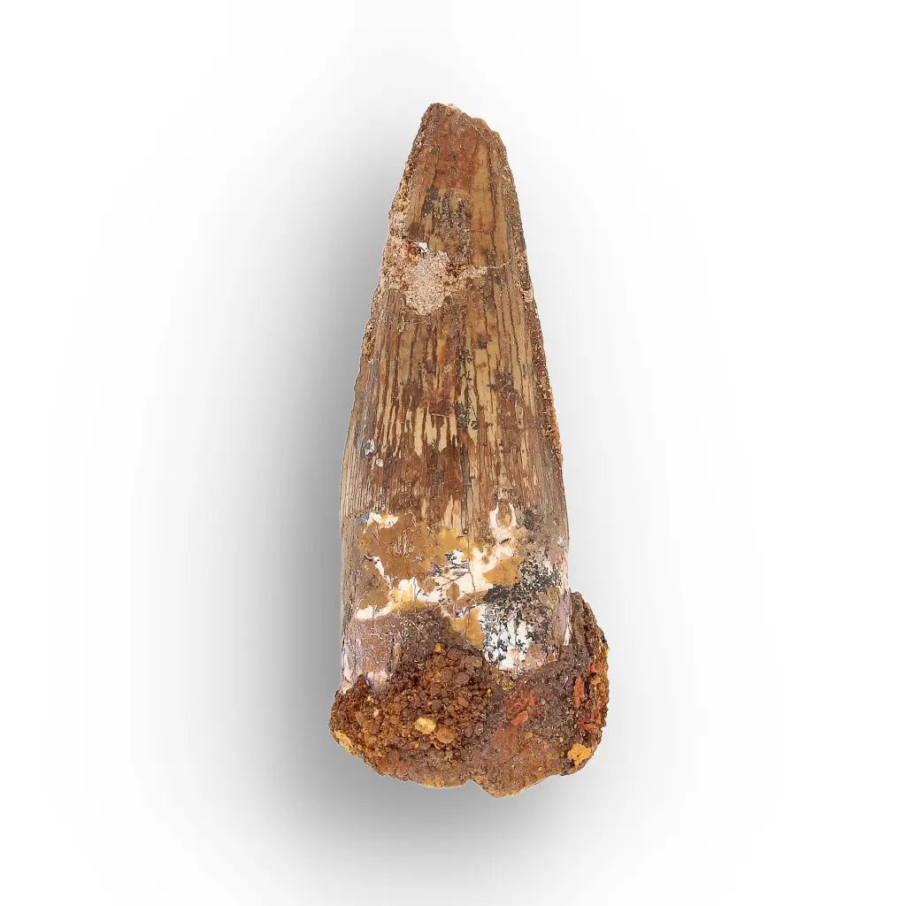 Get your Predators of the Ancient Seas – A Fossil Gift from a Lost World online now or in store at Forever Gems in Franschhoek, South Africa
