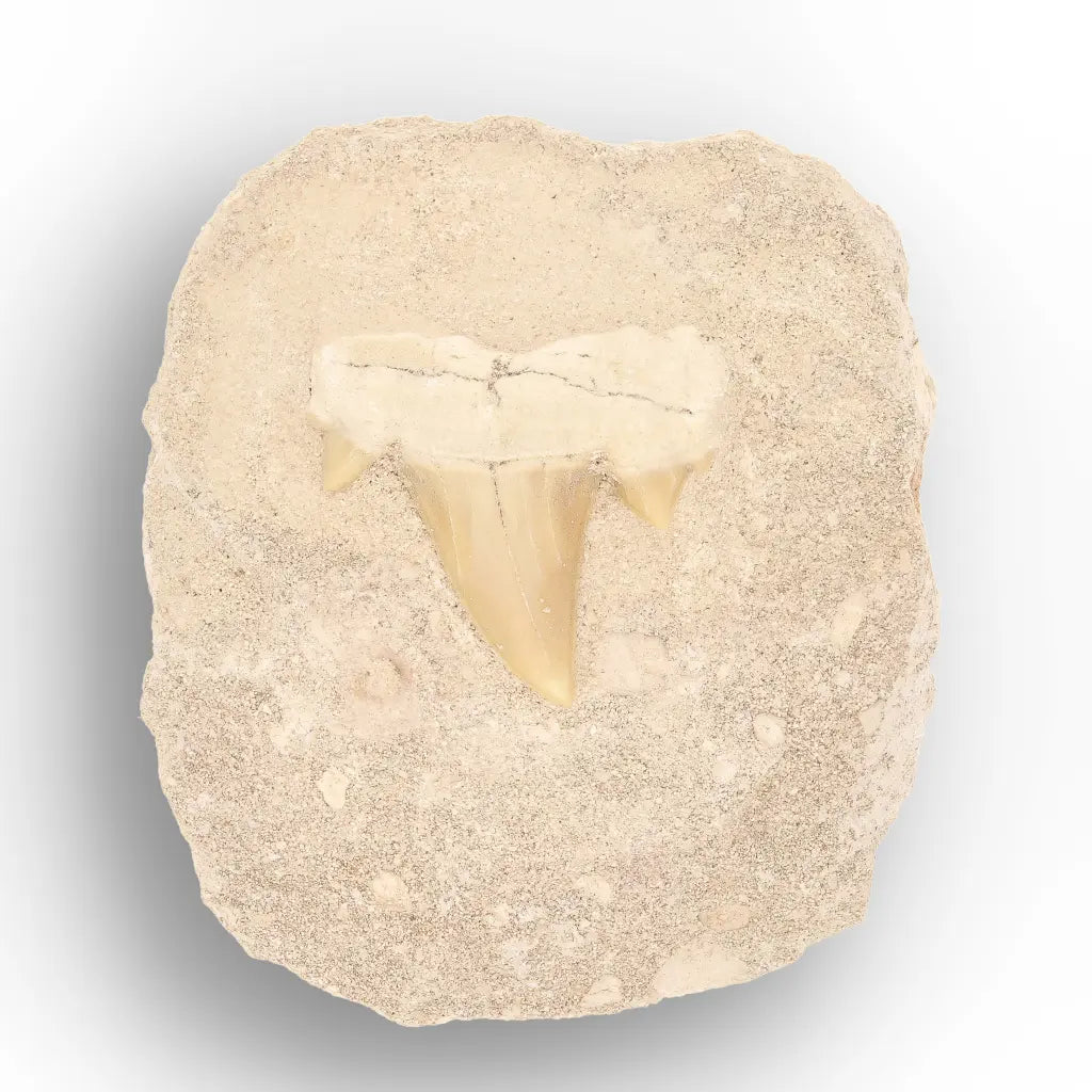 Get your Predators of the Ancient Seas – A Fossil Gift from a Lost World online now or in store at Forever Gems in Franschhoek, South Africa