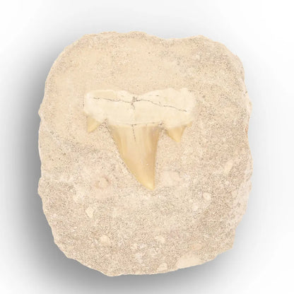 Get your Predators of the Ancient Seas – A Fossil Gift from a Lost World online now or in store at Forever Gems in Franschhoek, South Africa