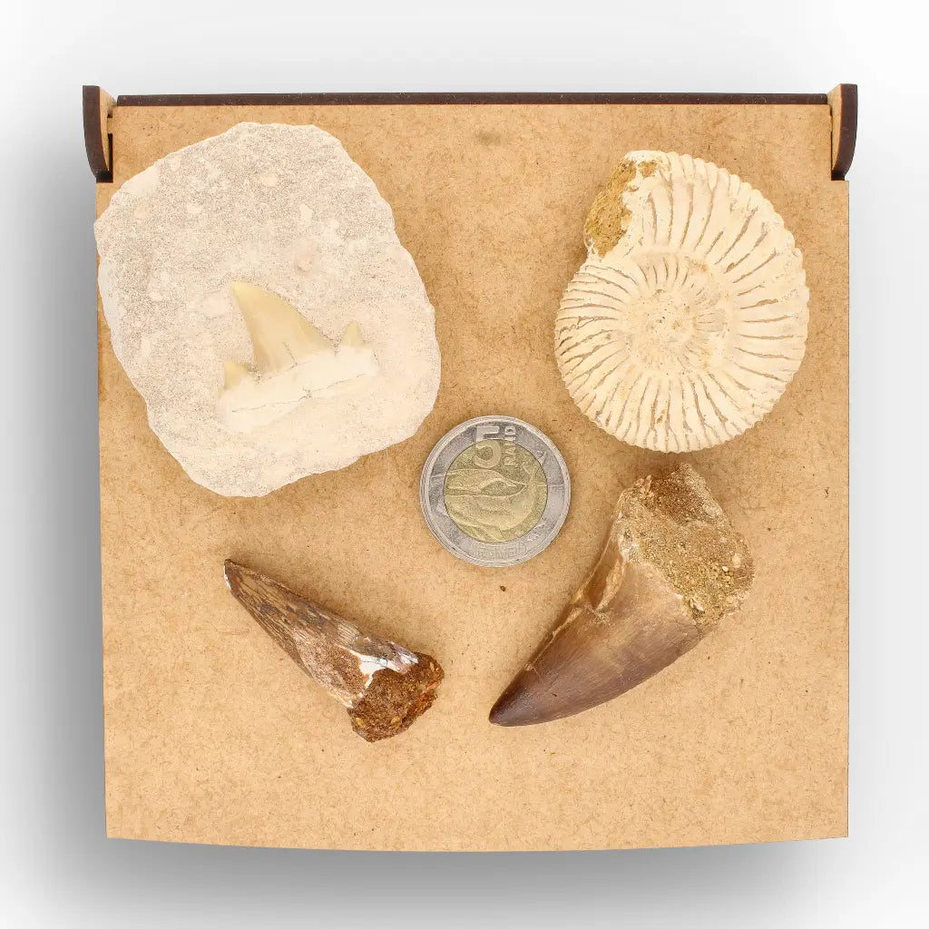 Get your Predators of the Ancient Seas – A Fossil Gift from a Lost World online now or in store at Forever Gems in Franschhoek, South Africa