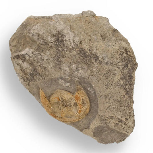 Buy your Eoharpes Trilobite Fossil – Harpes Species Preserved Forever! online now or in store at Forever Gems in Franschhoek, South Africa
