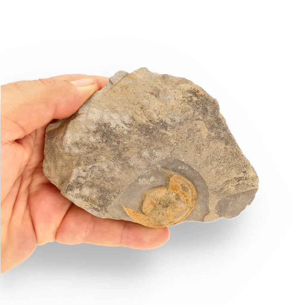 Buy your Eoharpes Trilobite Fossil – Harpes Species Preserved Forever! online now or in store at Forever Gems in Franschhoek, South Africa