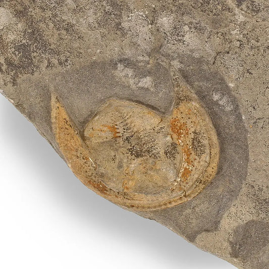 Buy your Eoharpes Trilobite Fossil – Harpes Species Preserved Forever! online now or in store at Forever Gems in Franschhoek, South Africa
