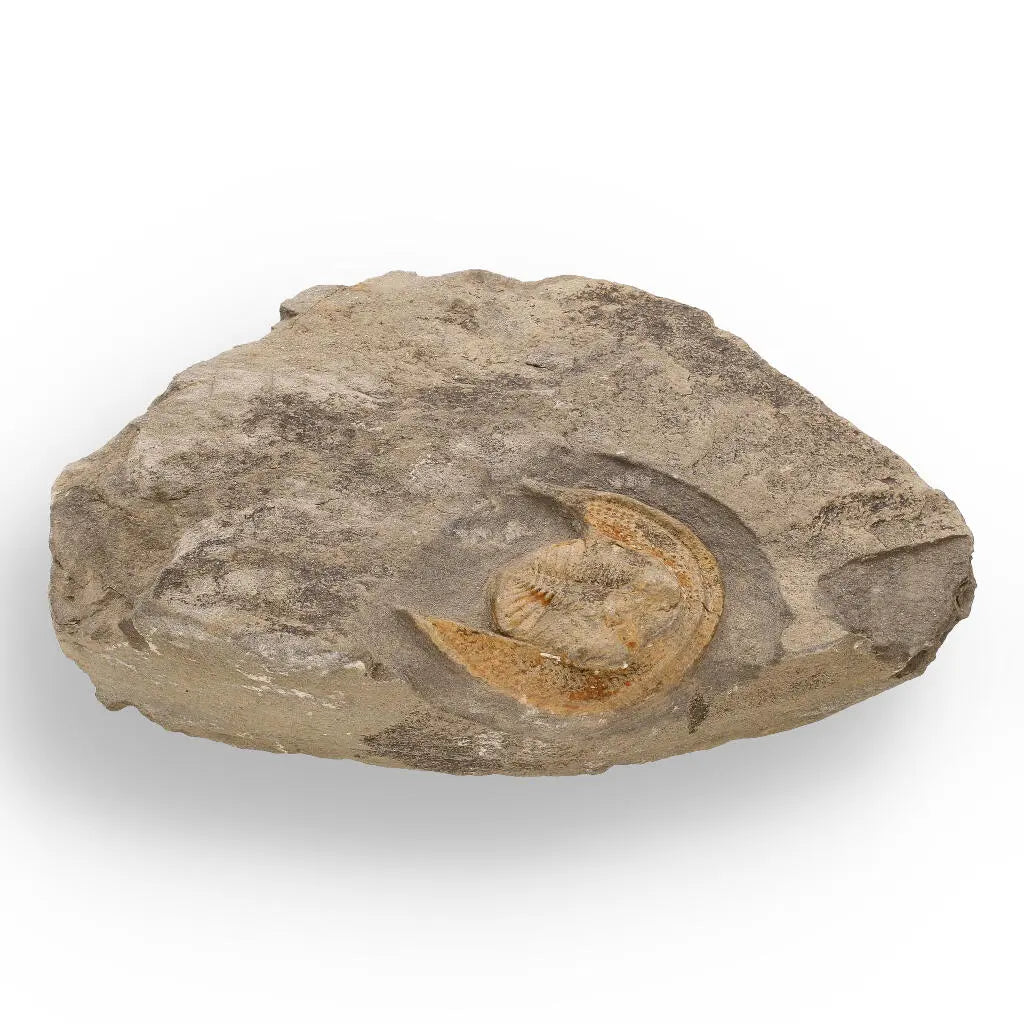 Buy your Eoharpes Trilobite Fossil – Harpes Species Preserved Forever! online now or in store at Forever Gems in Franschhoek, South Africa