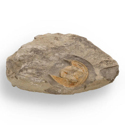 Buy your Eoharpes Trilobite Fossil – Harpes Species Preserved Forever! online now or in store at Forever Gems in Franschhoek, South Africa
