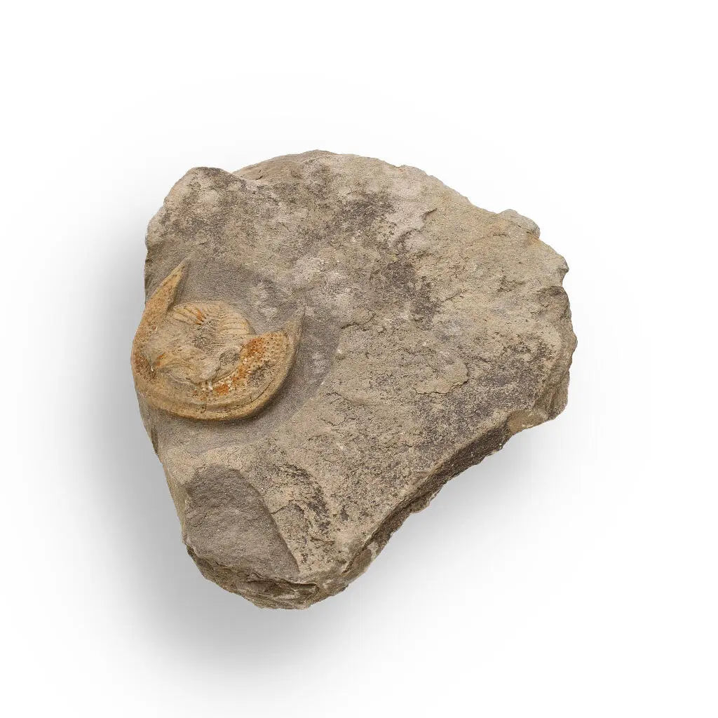 Buy your Eoharpes Trilobite Fossil – Harpes Species Preserved Forever! online now or in store at Forever Gems in Franschhoek, South Africa