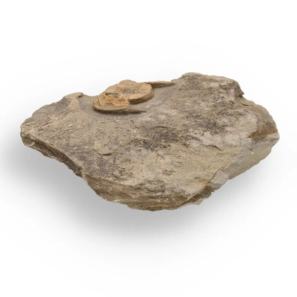 Buy your Eoharpes Trilobite Fossil – Harpes Species Preserved Forever! online now or in store at Forever Gems in Franschhoek, South Africa