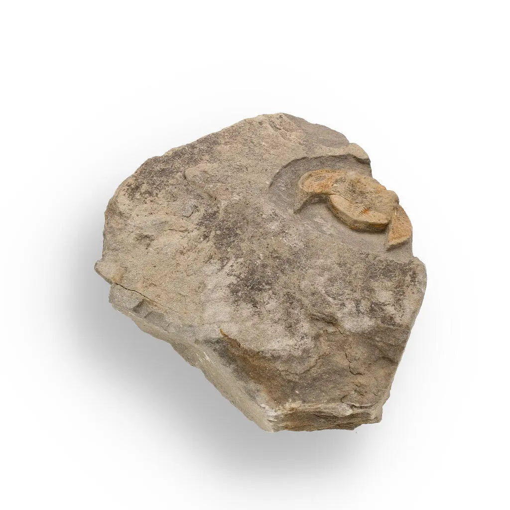 Buy your Eoharpes Trilobite Fossil – Harpes Species Preserved Forever! online now or in store at Forever Gems in Franschhoek, South Africa