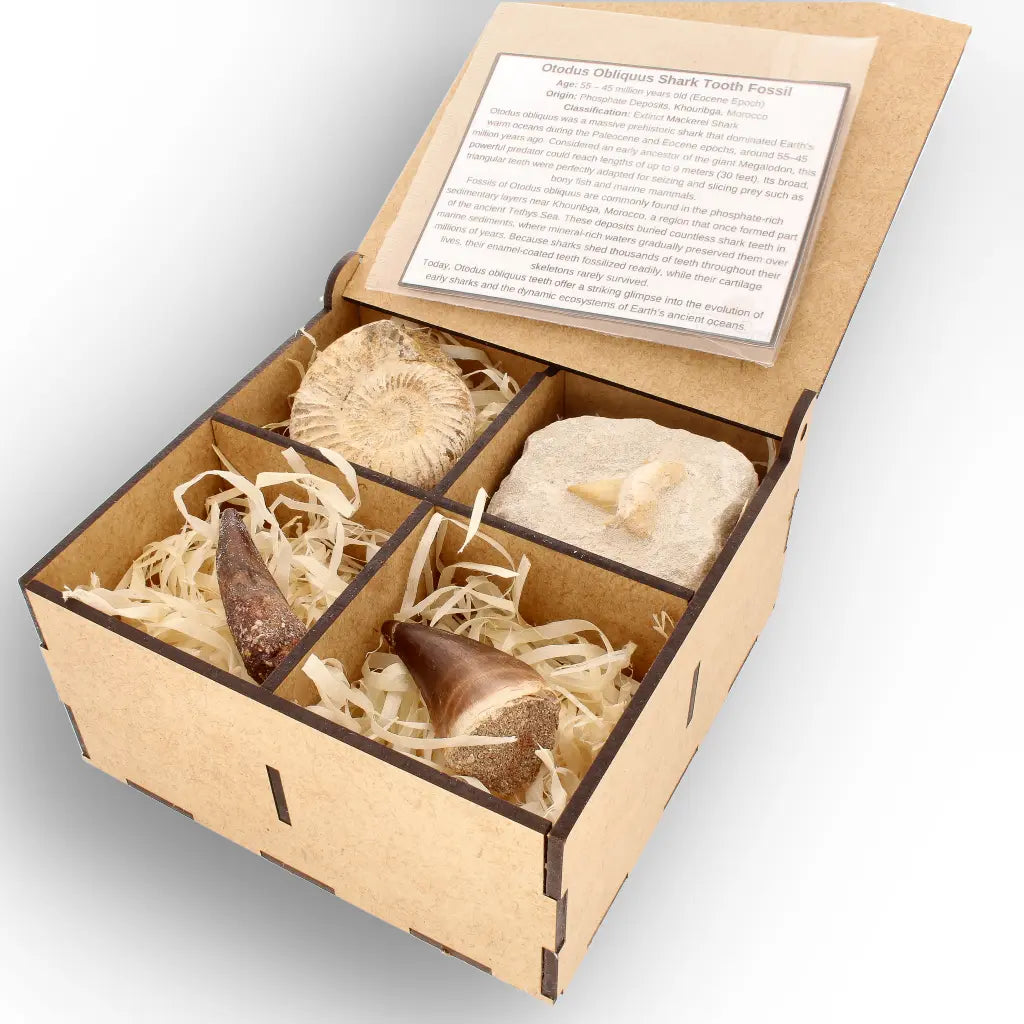 Get your Predators of the Ancient Seas – A Fossil Gift from a Lost World online now or in store at Forever Gems in Franschhoek, South Africa