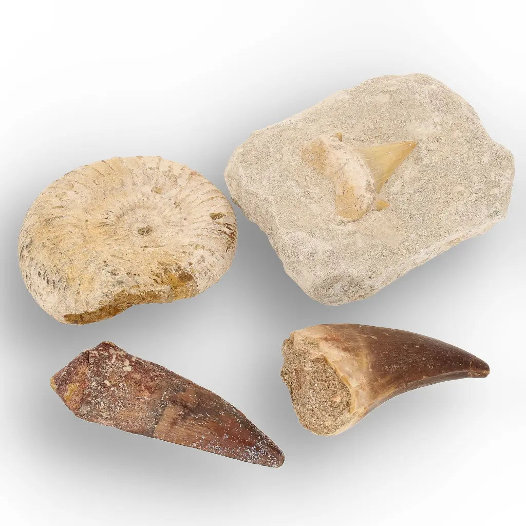 Get your Predators of the Ancient Seas – A Fossil Gift from a Lost World online now or in store at Forever Gems in Franschhoek, South Africa