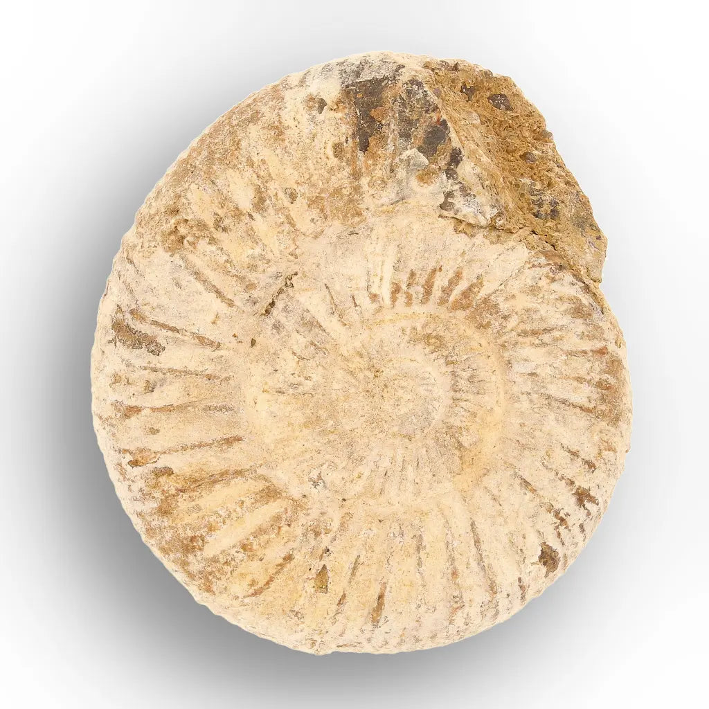 Get your Predators of the Ancient Seas – A Fossil Gift from a Lost World online now or in store at Forever Gems in Franschhoek, South Africa