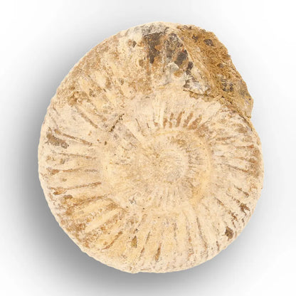 Get your Predators of the Ancient Seas – A Fossil Gift from a Lost World online now or in store at Forever Gems in Franschhoek, South Africa