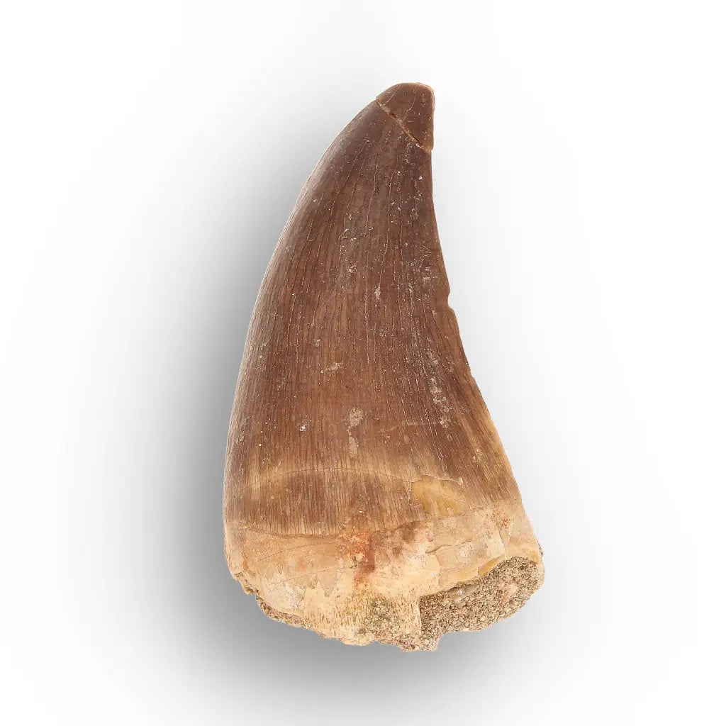 Get your Predators of the Ancient Seas – A Fossil Gift from a Lost World online now or in store at Forever Gems in Franschhoek, South Africa