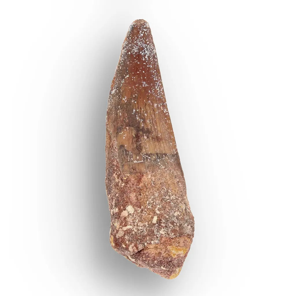 Get your Predators of the Ancient Seas – A Fossil Gift from a Lost World online now or in store at Forever Gems in Franschhoek, South Africa