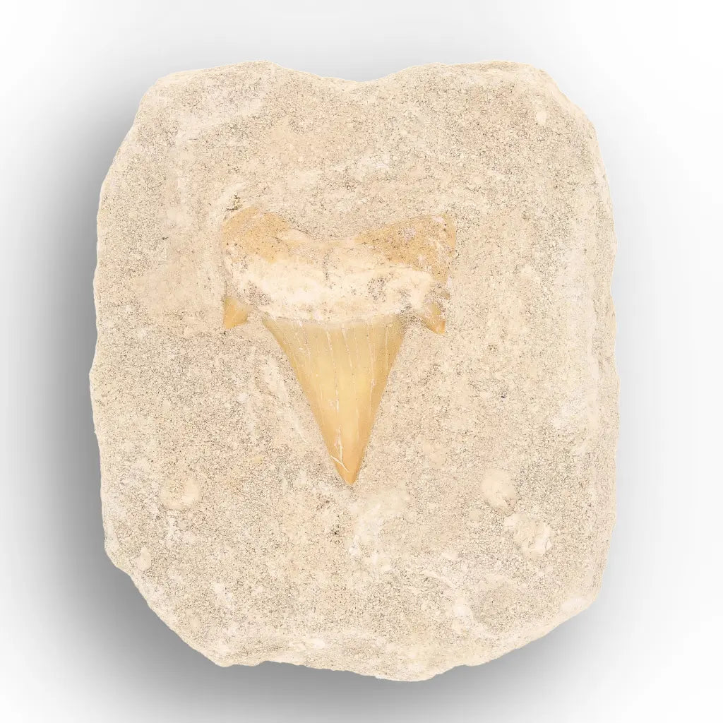 Get your Predators of the Ancient Seas – A Fossil Gift from a Lost World online now or in store at Forever Gems in Franschhoek, South Africa