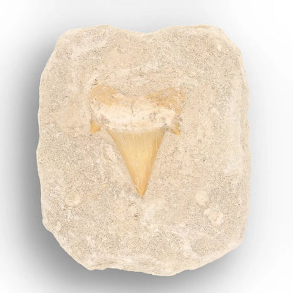 Get your Predators of the Ancient Seas – A Fossil Gift from a Lost World online now or in store at Forever Gems in Franschhoek, South Africa