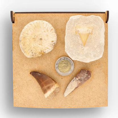 Get your Predators of the Ancient Seas – A Fossil Gift from a Lost World online now or in store at Forever Gems in Franschhoek, South Africa