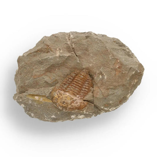 Buy your Eoharpes Trilobite Fossil – Prehistoric Elegance from Morocco! online now or in store at Forever Gems in Franschhoek, South Africa