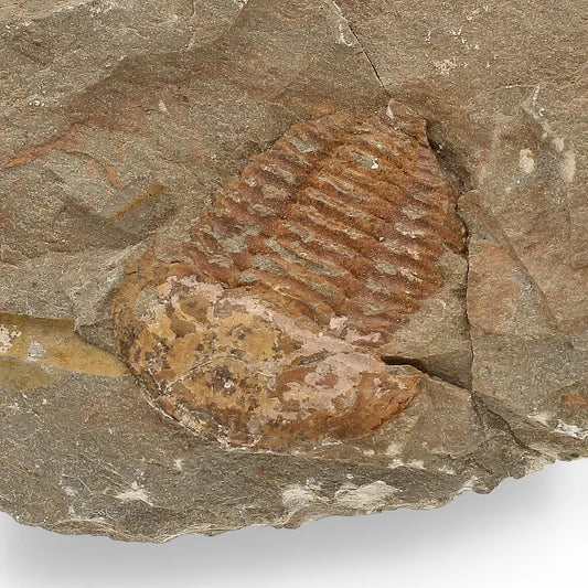 Buy your Eoharpes Trilobite Fossil – Prehistoric Elegance from Morocco! online now or in store at Forever Gems in Franschhoek, South Africa