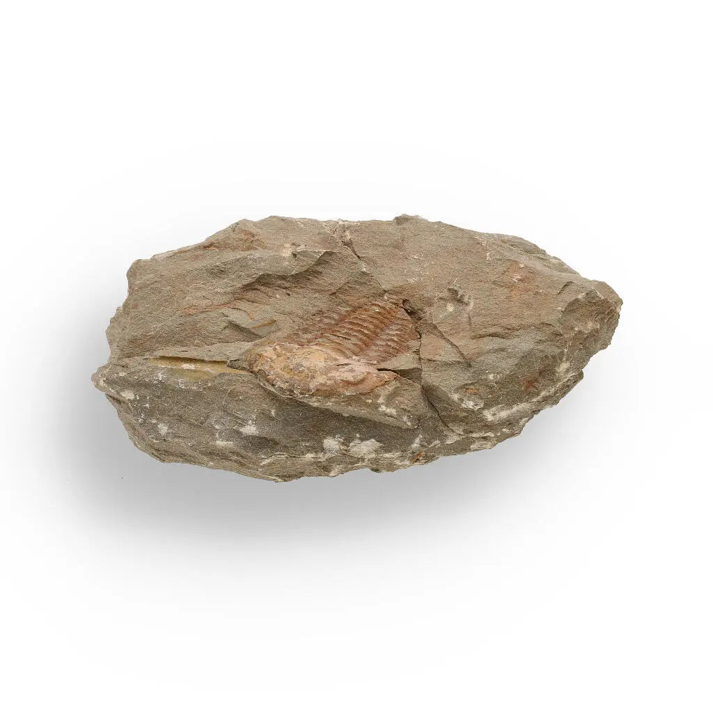 Buy your Eoharpes Trilobite Fossil – Prehistoric Elegance from Morocco! online now or in store at Forever Gems in Franschhoek, South Africa