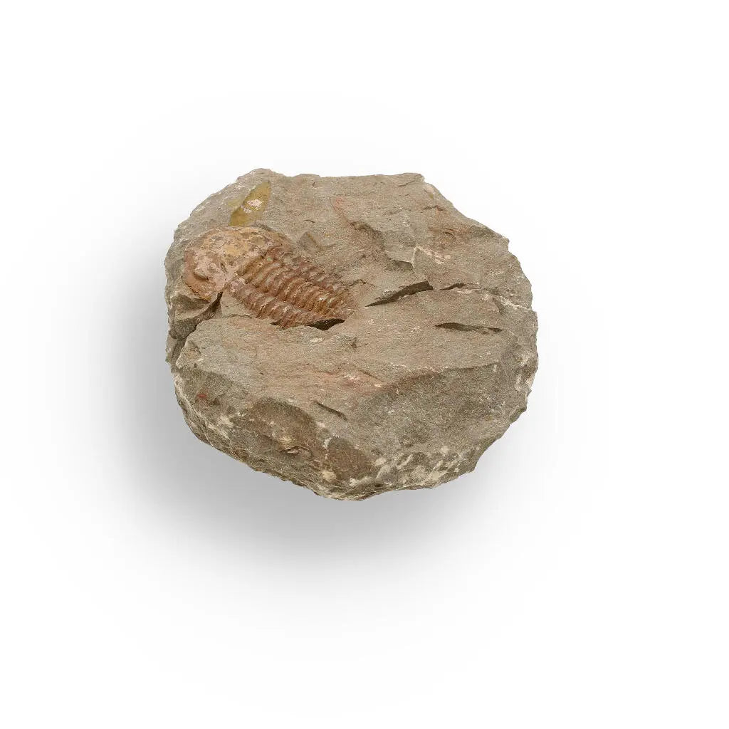 Buy your Eoharpes Trilobite Fossil – Prehistoric Elegance from Morocco! online now or in store at Forever Gems in Franschhoek, South Africa