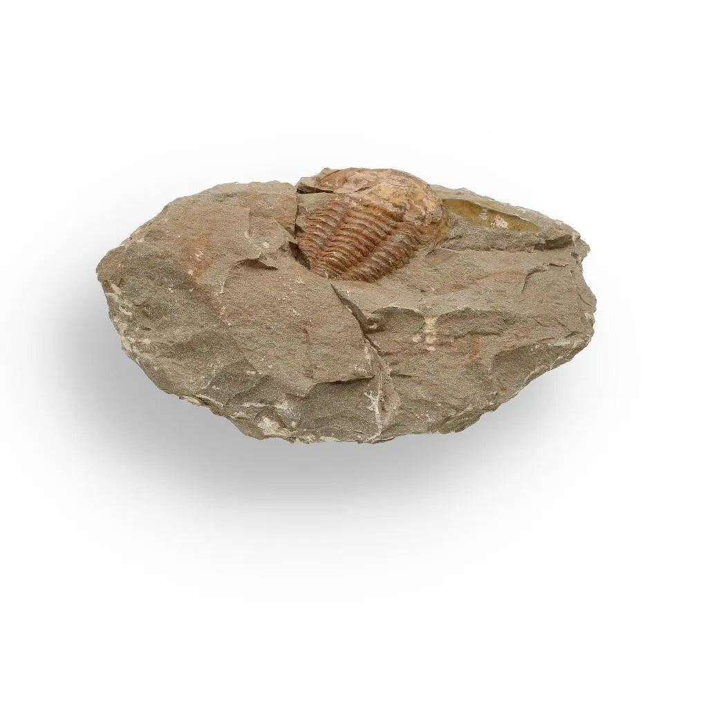 Buy your Eoharpes Trilobite Fossil – Prehistoric Elegance from Morocco! online now or in store at Forever Gems in Franschhoek, South Africa