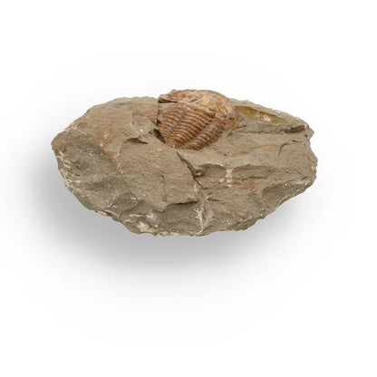Buy your Eoharpes Trilobite Fossil – Prehistoric Elegance from Morocco! online now or in store at Forever Gems in Franschhoek, South Africa