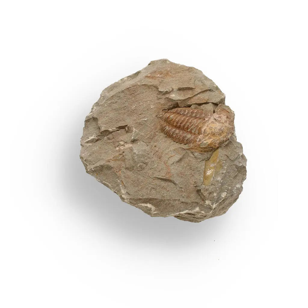 Buy your Eoharpes Trilobite Fossil – Prehistoric Elegance from Morocco! online now or in store at Forever Gems in Franschhoek, South Africa