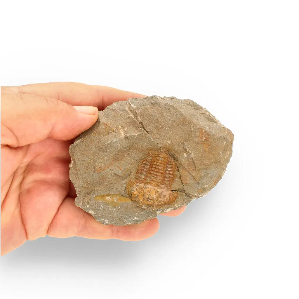 Buy your Eoharpes Trilobite Fossil – Prehistoric Elegance from Morocco! online now or in store at Forever Gems in Franschhoek, South Africa
