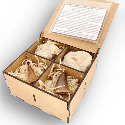 Get your Predators of the Ancient Seas – A Fossil Gift from a Lost World online now or in store at Forever Gems in Franschhoek, South Africa
