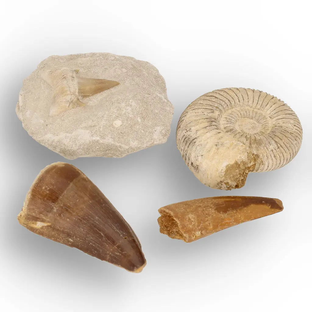 Get your Predators of the Ancient Seas – A Fossil Gift from a Lost World online now or in store at Forever Gems in Franschhoek, South Africa