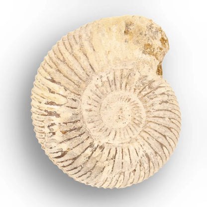 Get your Predators of the Ancient Seas – A Fossil Gift from a Lost World online now or in store at Forever Gems in Franschhoek, South Africa