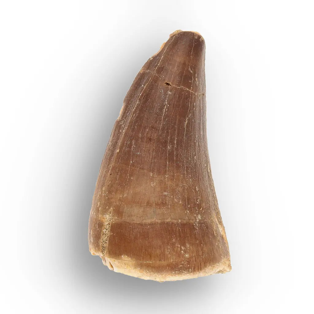 Get your Predators of the Ancient Seas – A Fossil Gift from a Lost World online now or in store at Forever Gems in Franschhoek, South Africa