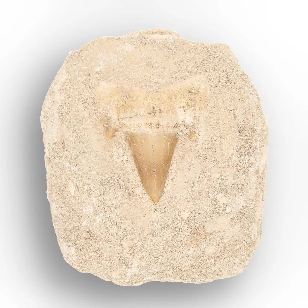 Get your Predators of the Ancient Seas – A Fossil Gift from a Lost World online now or in store at Forever Gems in Franschhoek, South Africa