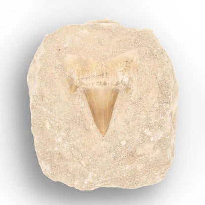 Get your Predators of the Ancient Seas – A Fossil Gift from a Lost World online now or in store at Forever Gems in Franschhoek, South Africa