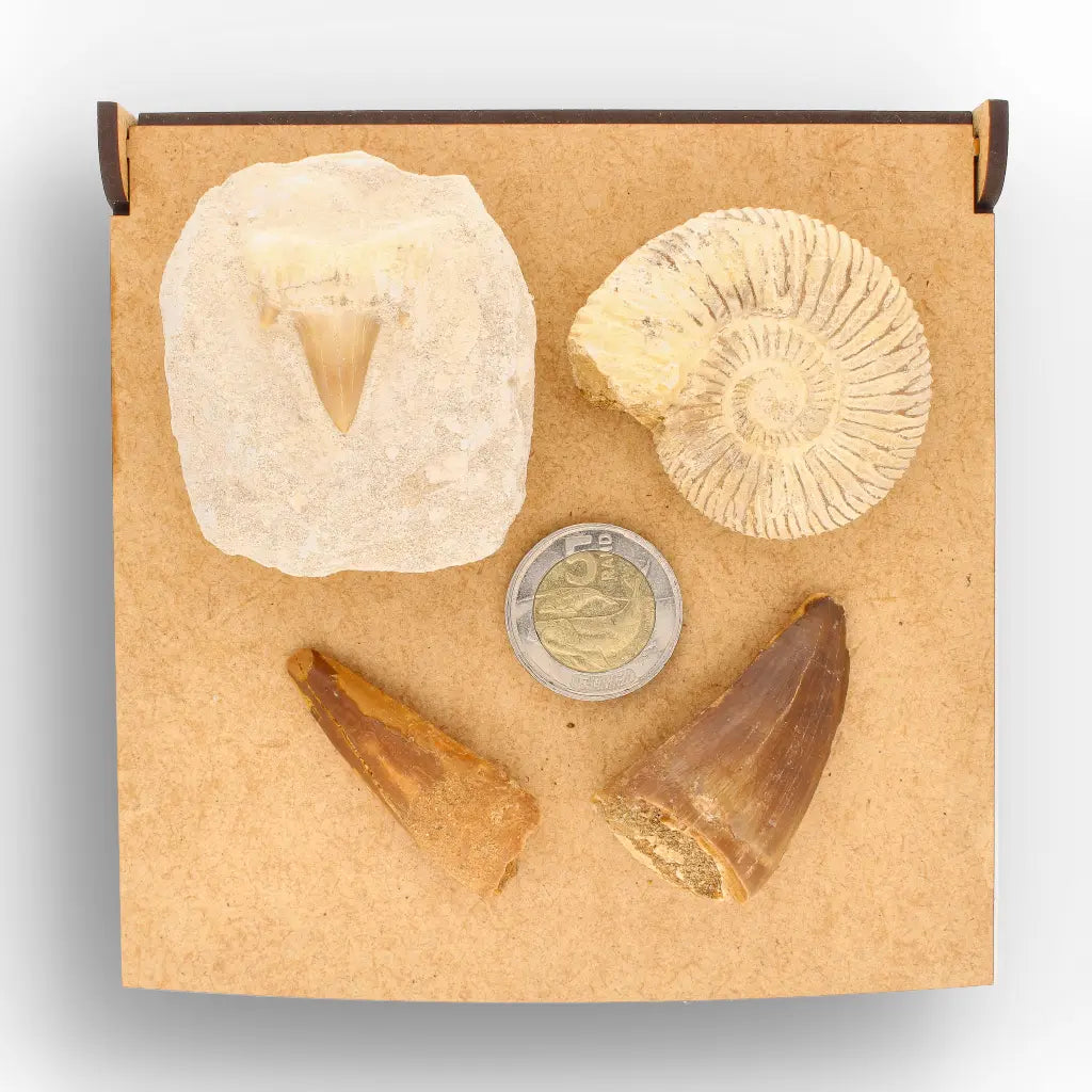 Get your Predators of the Ancient Seas – A Fossil Gift from a Lost World online now or in store at Forever Gems in Franschhoek, South Africa