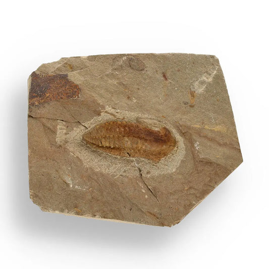 Buy your Eoharpes Trilobite Fossil – Glimpse into Ancient Oceans! online now or in store at Forever Gems in Franschhoek, South Africa