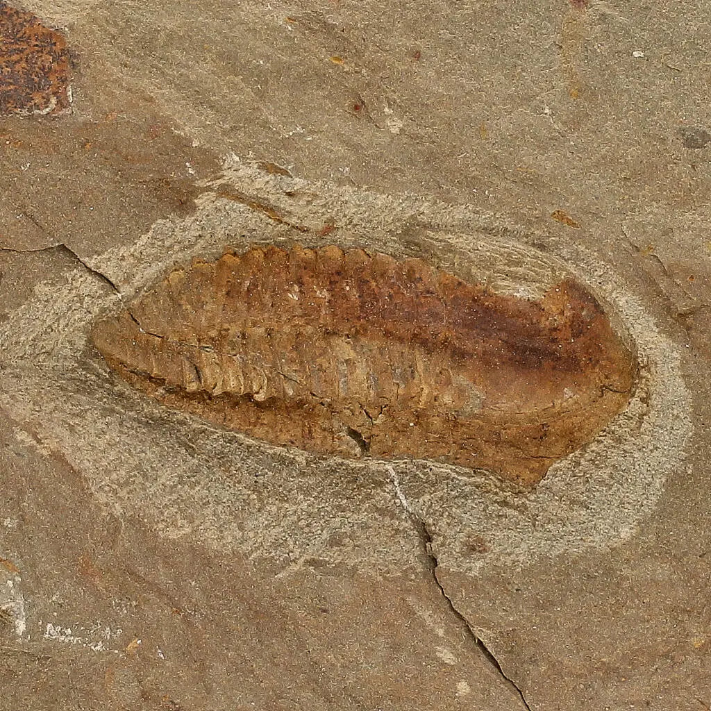 Buy your Eoharpes Trilobite Fossil – Glimpse into Ancient Oceans! online now or in store at Forever Gems in Franschhoek, South Africa