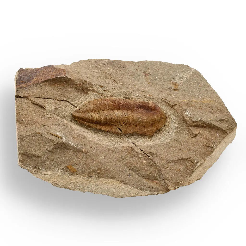 Buy your Eoharpes Trilobite Fossil – Glimpse into Ancient Oceans! online now or in store at Forever Gems in Franschhoek, South Africa