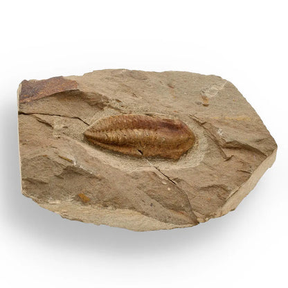 Buy your Eoharpes Trilobite Fossil – Glimpse into Ancient Oceans! online now or in store at Forever Gems in Franschhoek, South Africa