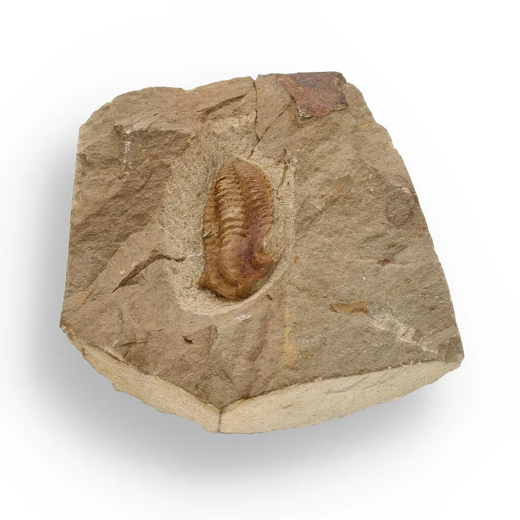 Buy your Eoharpes Trilobite Fossil – Glimpse into Ancient Oceans! online now or in store at Forever Gems in Franschhoek, South Africa