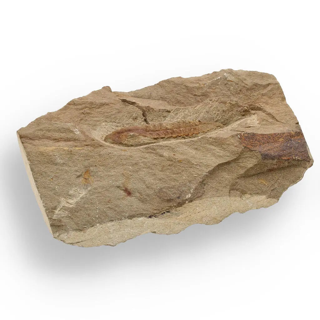 Buy your Eoharpes Trilobite Fossil – Glimpse into Ancient Oceans! online now or in store at Forever Gems in Franschhoek, South Africa