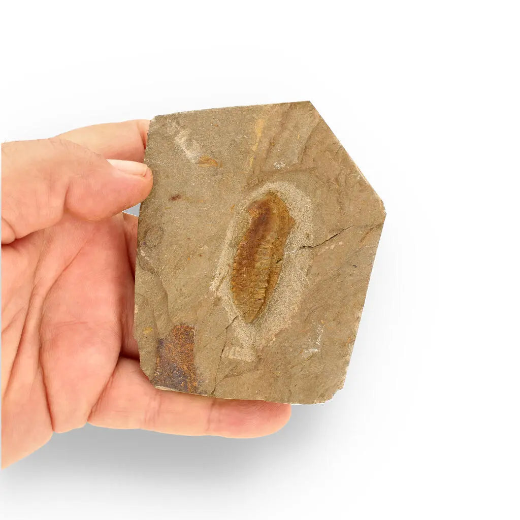 Buy your Eoharpes Trilobite Fossil – Glimpse into Ancient Oceans! online now or in store at Forever Gems in Franschhoek, South Africa