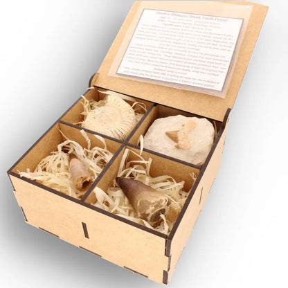 Get your Predators of the Ancient Seas – A Fossil Gift from a Lost World online now or in store at Forever Gems in Franschhoek, South Africa